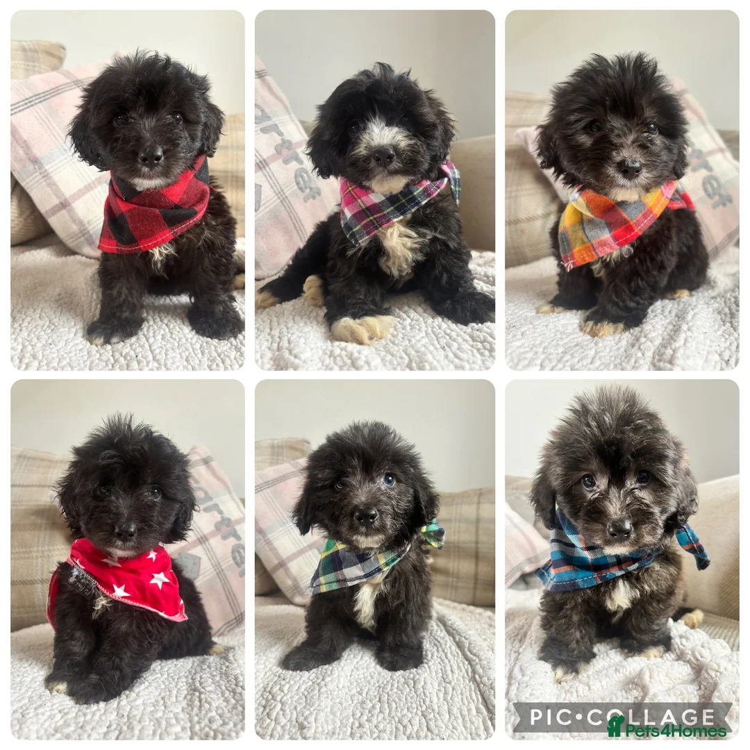 Mixed Breed dogs for sale: BEAUTIFUL MINI CORGIPOO PUPPIES  in Llanelli - Advert 1