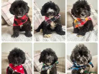 Mixed Breed dogs BEAUTIFUL F1 MINI CORGIPOO PUPPIES - Advert 2
