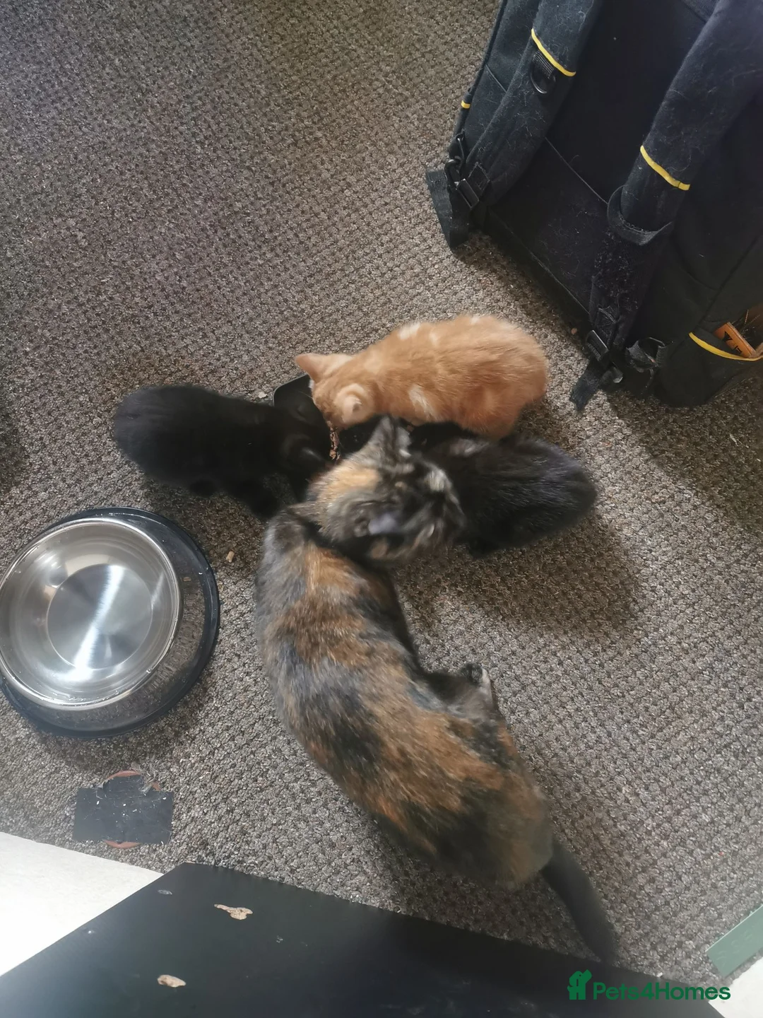 Mixed Breed cats for sale: Two small girls looking for new home in Gloucester - Advert 2