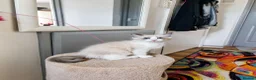 Ragdoll cats for sale: Ragdoll Bicollor kitten  - Advert 12