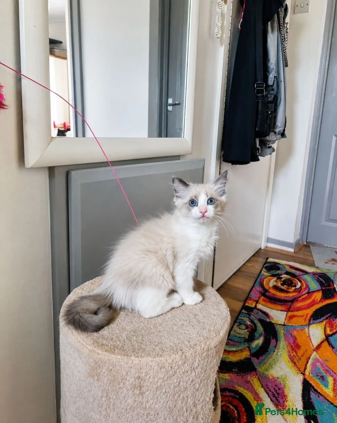 Ragdoll cats for sale: Ragdoll Bicollor kitten  - Advert 12