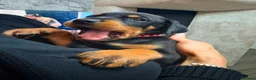 Dobermann dogs for sale: Beautiful Rotterman pups Doberman X Rottweiler - Advert 6