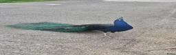 Peafowl poultry for sale: Mixed peacocks and hens  in Rotherham - Advert 4