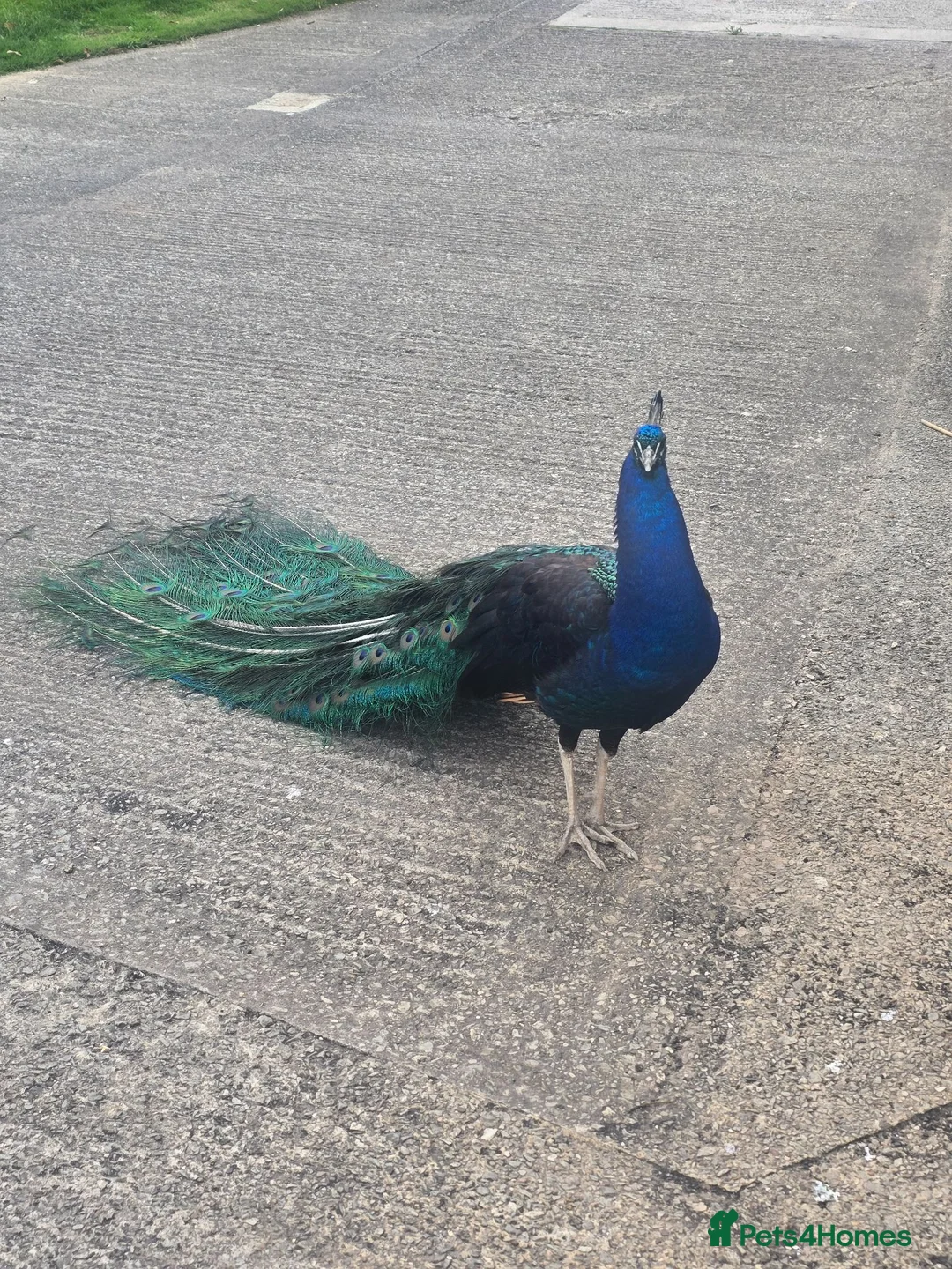 Peafowl poultry for sale: Mixed peacocks and hens  in Rotherham - Advert 4