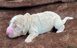 Double Doodle dogs for sale: Double Doodle puppies from Health tested parents - Image 18