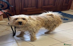 Mixed Breed dogs for adoption: Wonderful Marcus needs a loving home - Image 11