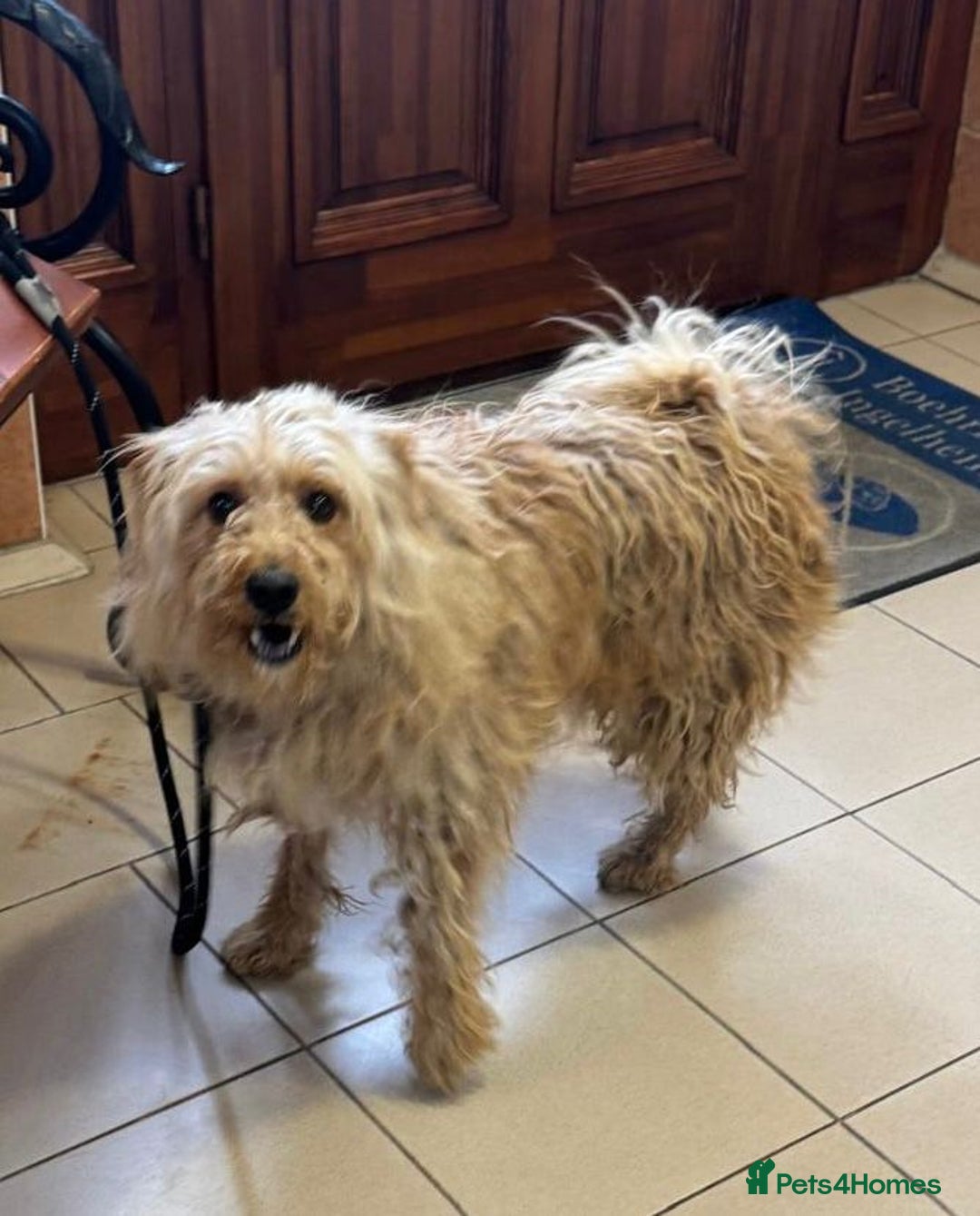 Mixed Breed dogs for adoption: Wonderful Marcus needs a loving home - Image 11