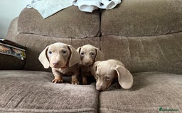 Dachshund dogs for sale: Miniature Dachshund Puppies for sale  - Image 7