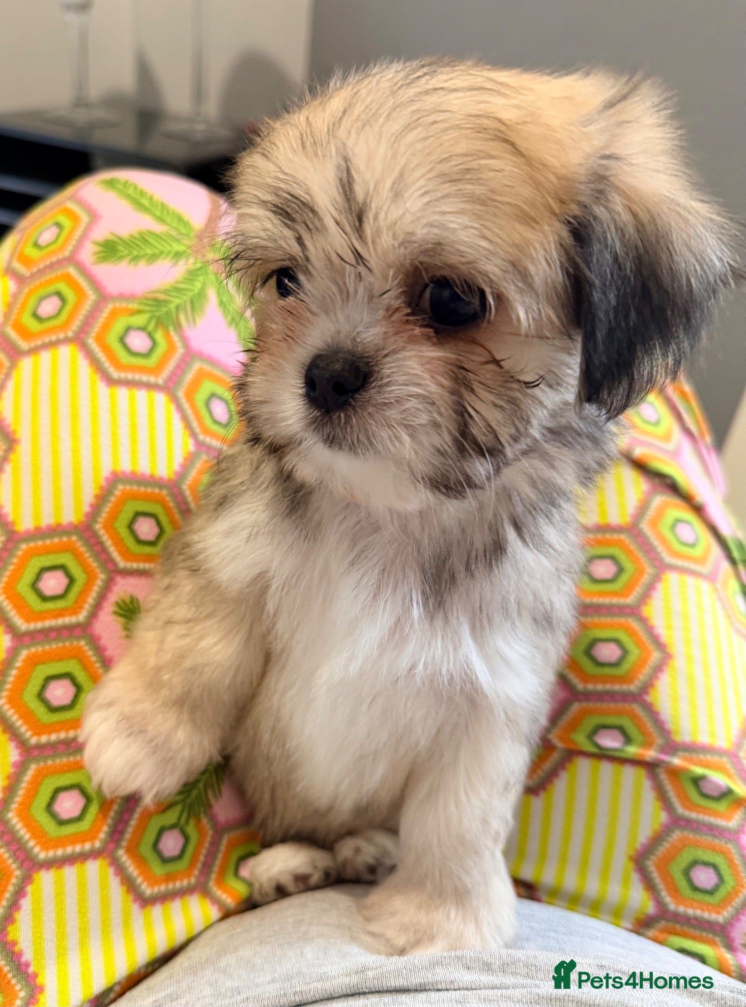 Mixed Breed dogs Tiny Malchi puppies - Advert 1