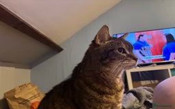 Domestic Shorthair cats for sale: Lulu the lovely house cat. - Image 7