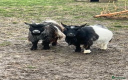 Goats livestock for sale: Pygmy Goats, Buckinghamshire  - Image 3