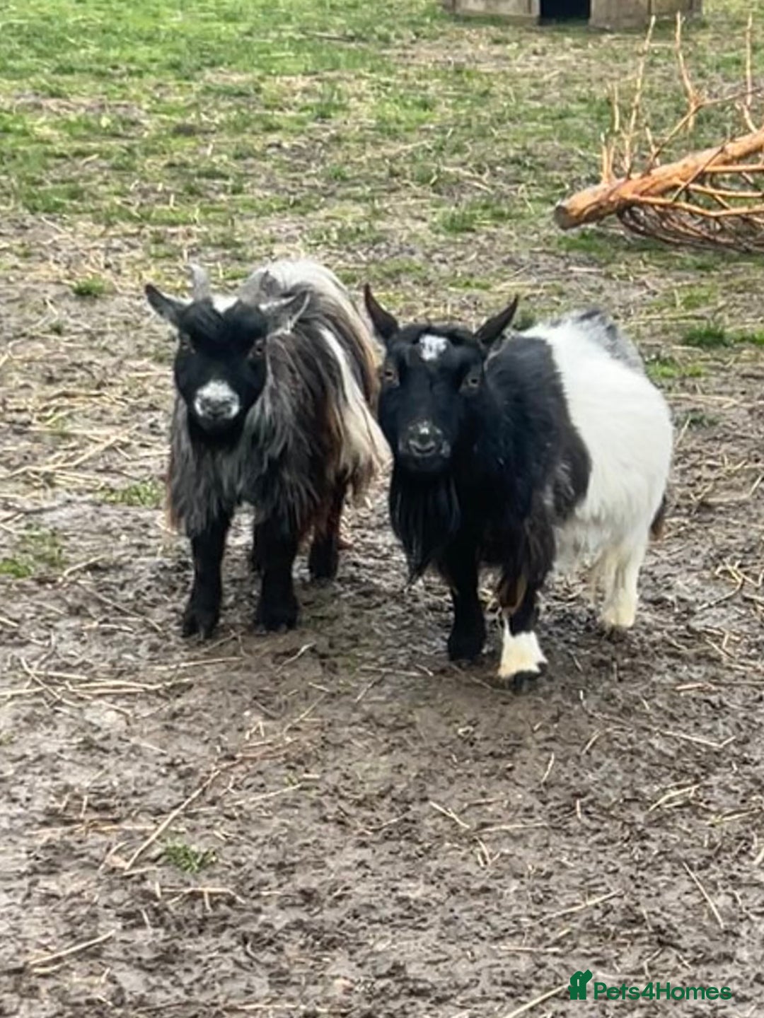 Goats livestock for sale: Pygmy Goats, Buckinghamshire  - Image 3