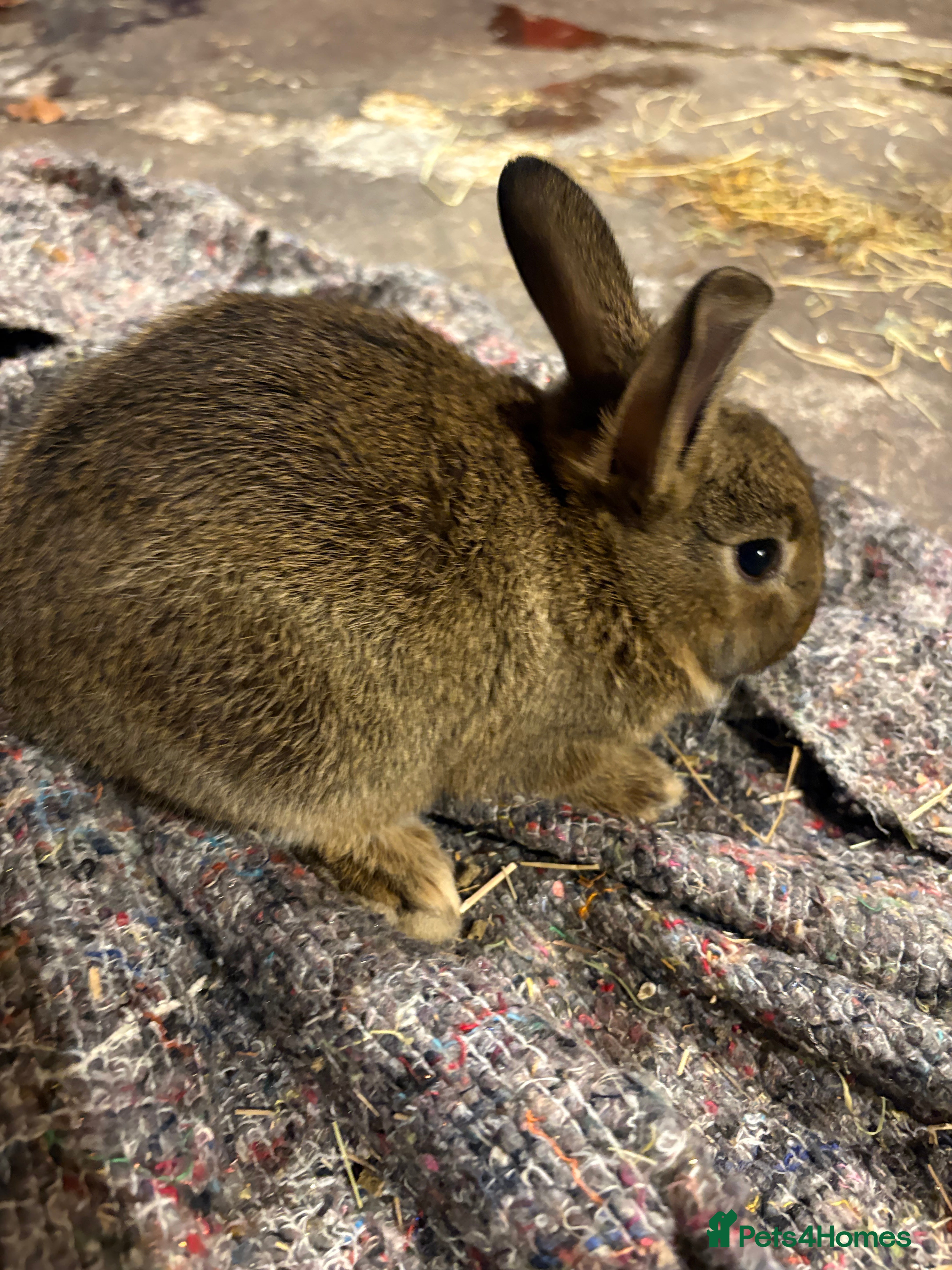 New Zealand rabbits New Zealand babies 5 weeks old  - Advert 2