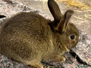 New Zealand rabbits New Zealand babies 5 weeks old - Advert 2