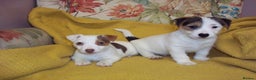 Jack Russell dogs for sale: Jack Russell pure bred Puppies for Sale - Advert 6