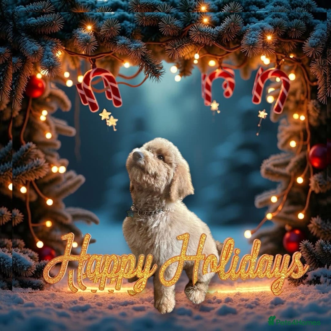 Bernedoodle dogs for stud: Large F1 Bernedoodle Stud - Image 4