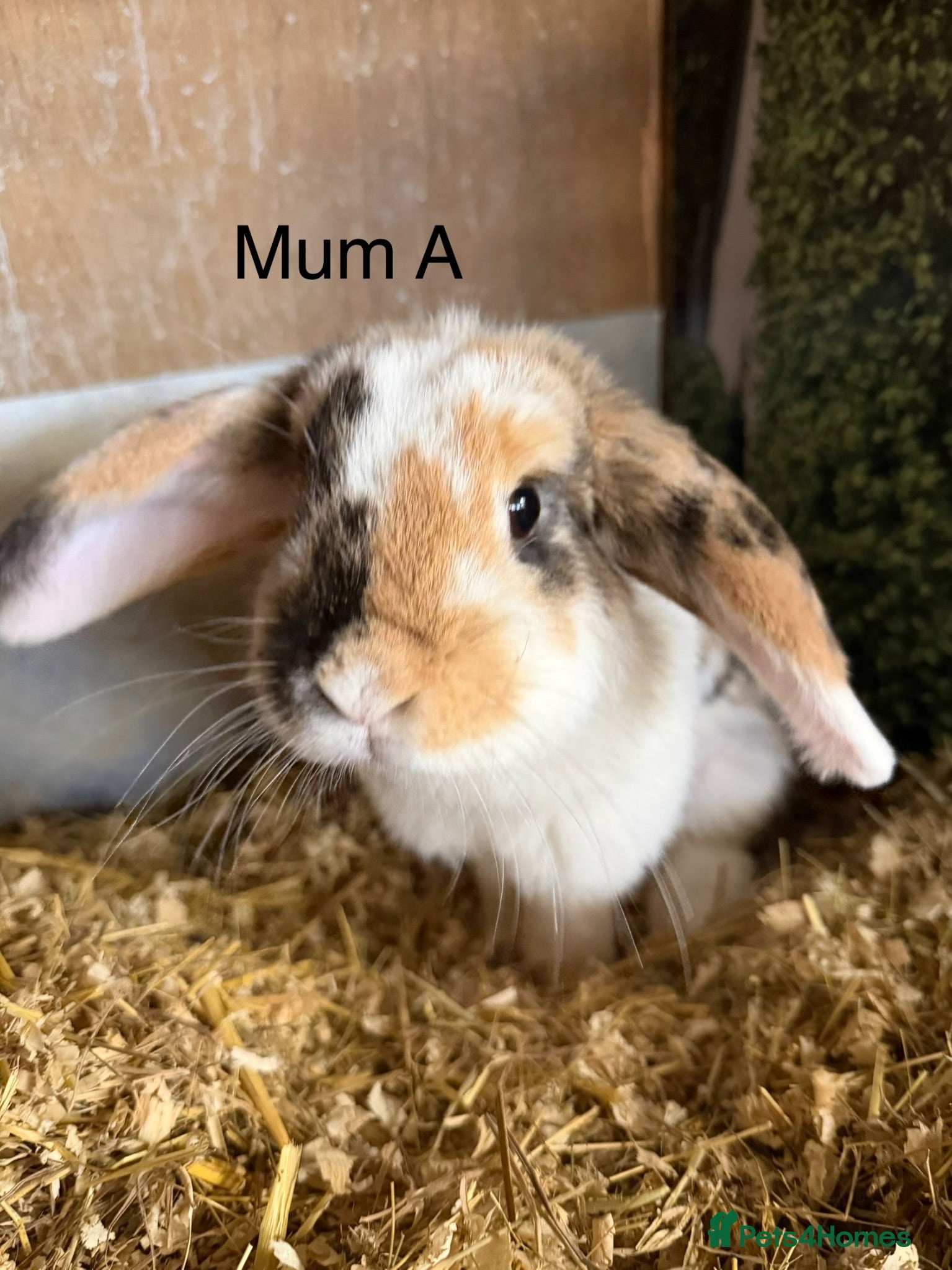 Mini Lop rabbits Beautiful mini lop bunnies - Advert 1