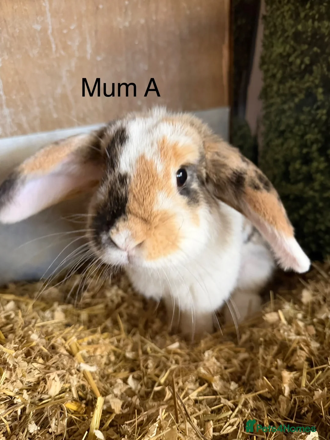 Mini Lop rabbits for sale: Beautiful mini lop bunnies - Advert 1