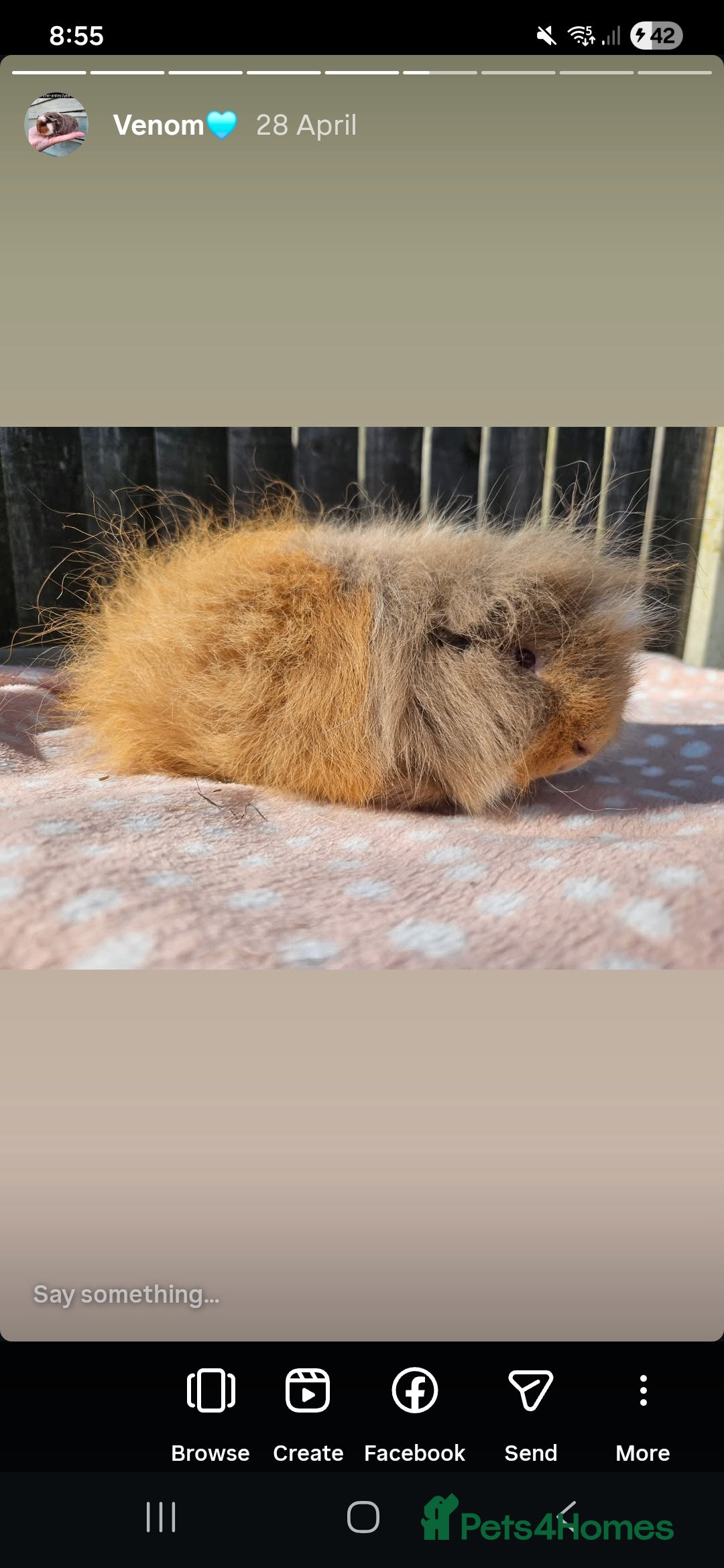 Guinea Pig rodents Male swiss - Advert 1