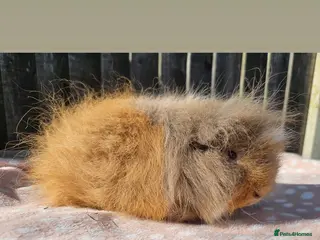 Guinea Pig rodents Male swiss - Advert 11