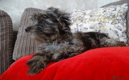 Yorkshire Terrier dogs for sale: Rare Colourful Pedigree Yorkies Certified Breeder - Image 24