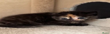 Mixed Breed Kitten 4