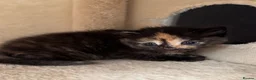 Mixed Breed cats for sale: 5 adorable kittens, (2boys 3girls) ready 3rd June. - Advert 9