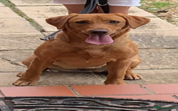 Labrador Retriever dogs for sale: 🐶 Stunning Fox Red & Yellow Labrador Puppies 🐶 - Image 11