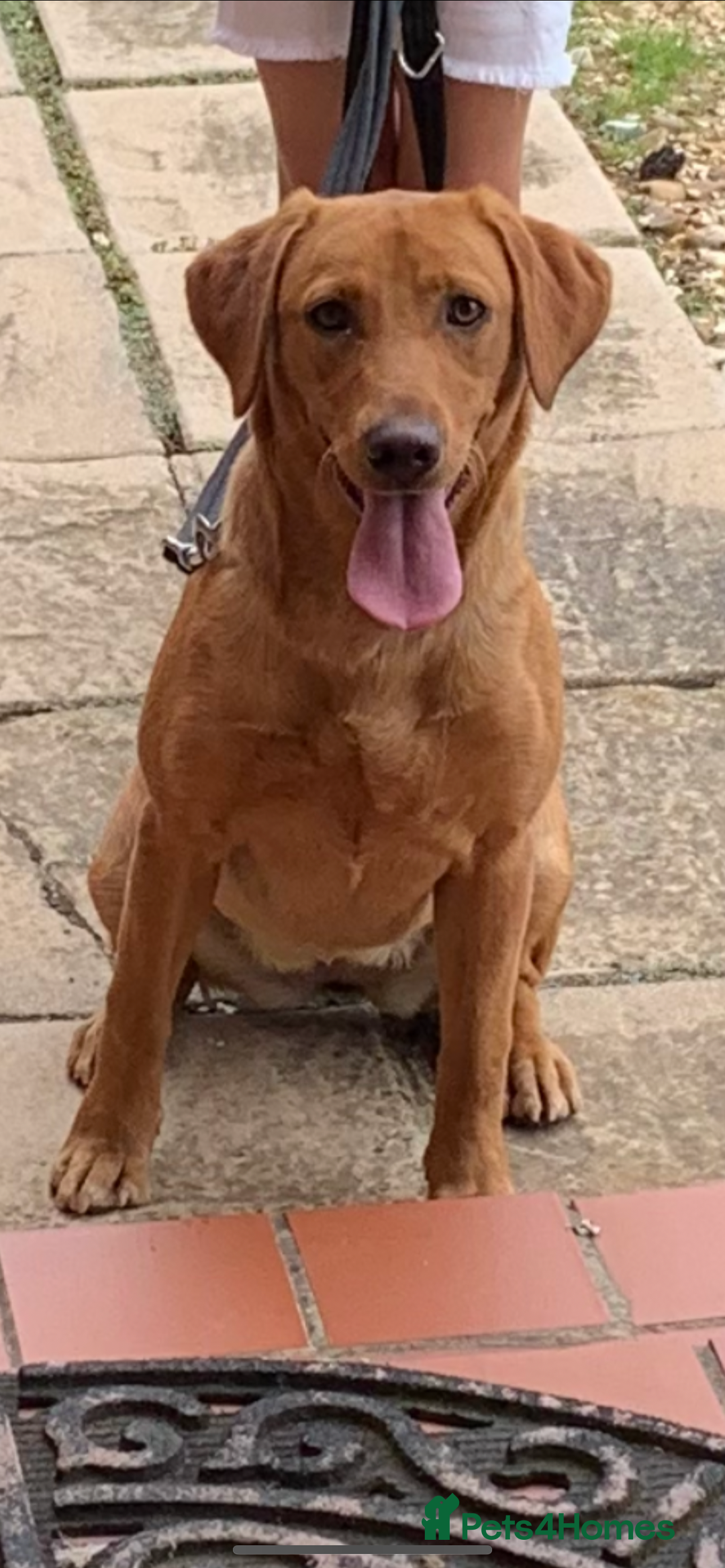 Labrador Retriever dogs for sale: 🐶 Stunning Fox Red & Yellow Labrador Puppies 🐶 - Image 11