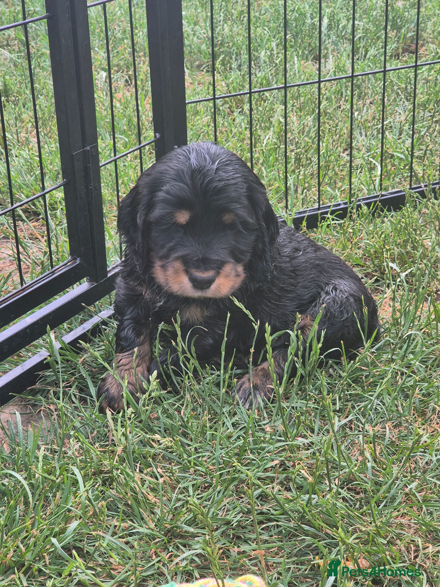 Cocker Spaniel dogs Beautiful Spaniels Ready to leave 16th July 2026 - Advert 1