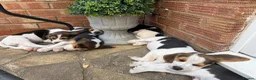 Beagle dogs for sale: 🐶Beagle Puppies 2 Girls for Sale🐶 - Advert 18