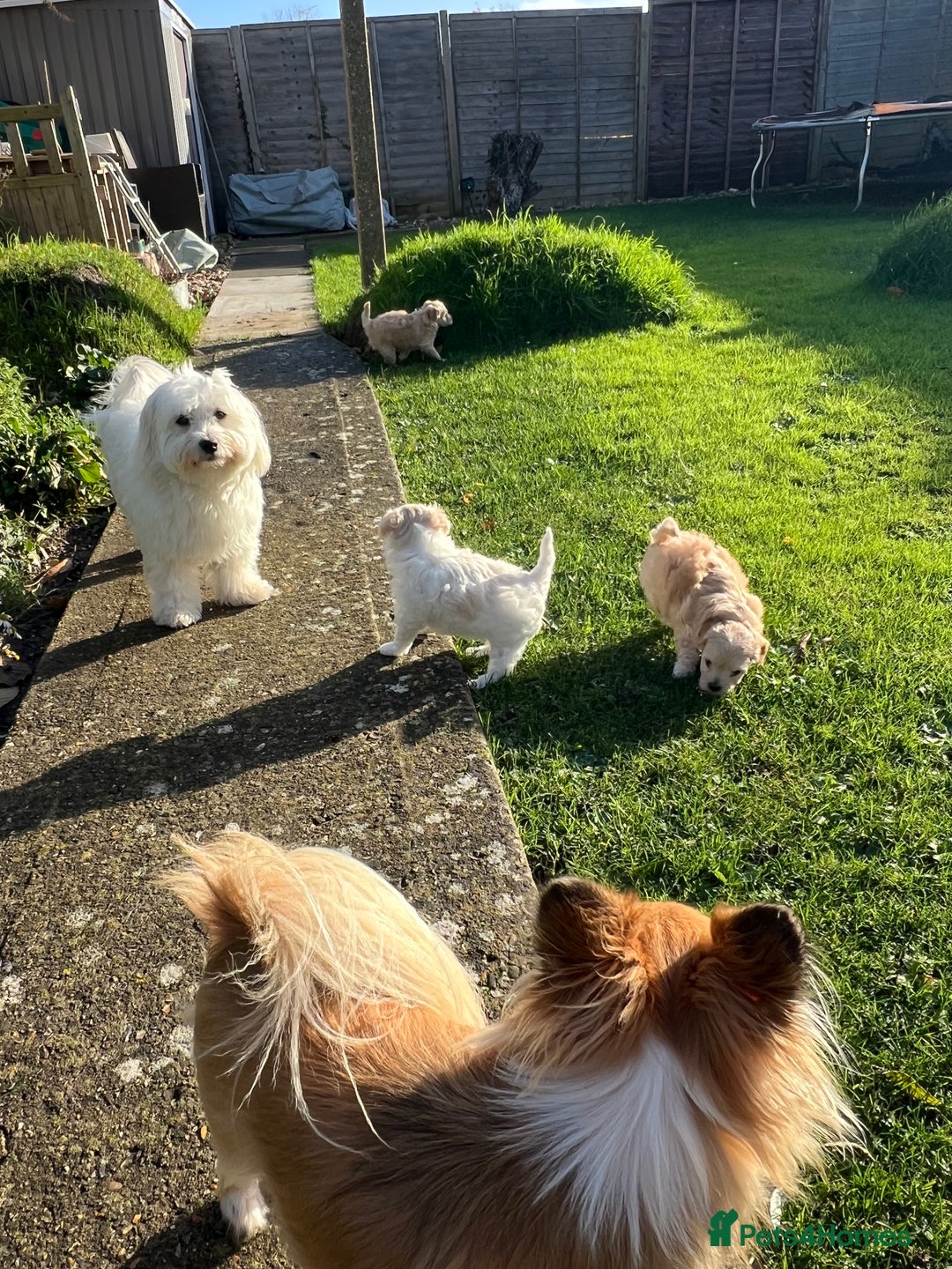 Maltipoo dogs for sale: Maltipoo puppies  - Advert 1