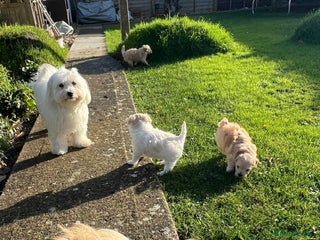 Maltipoo dogs Maltipoo puppies - Advert 1