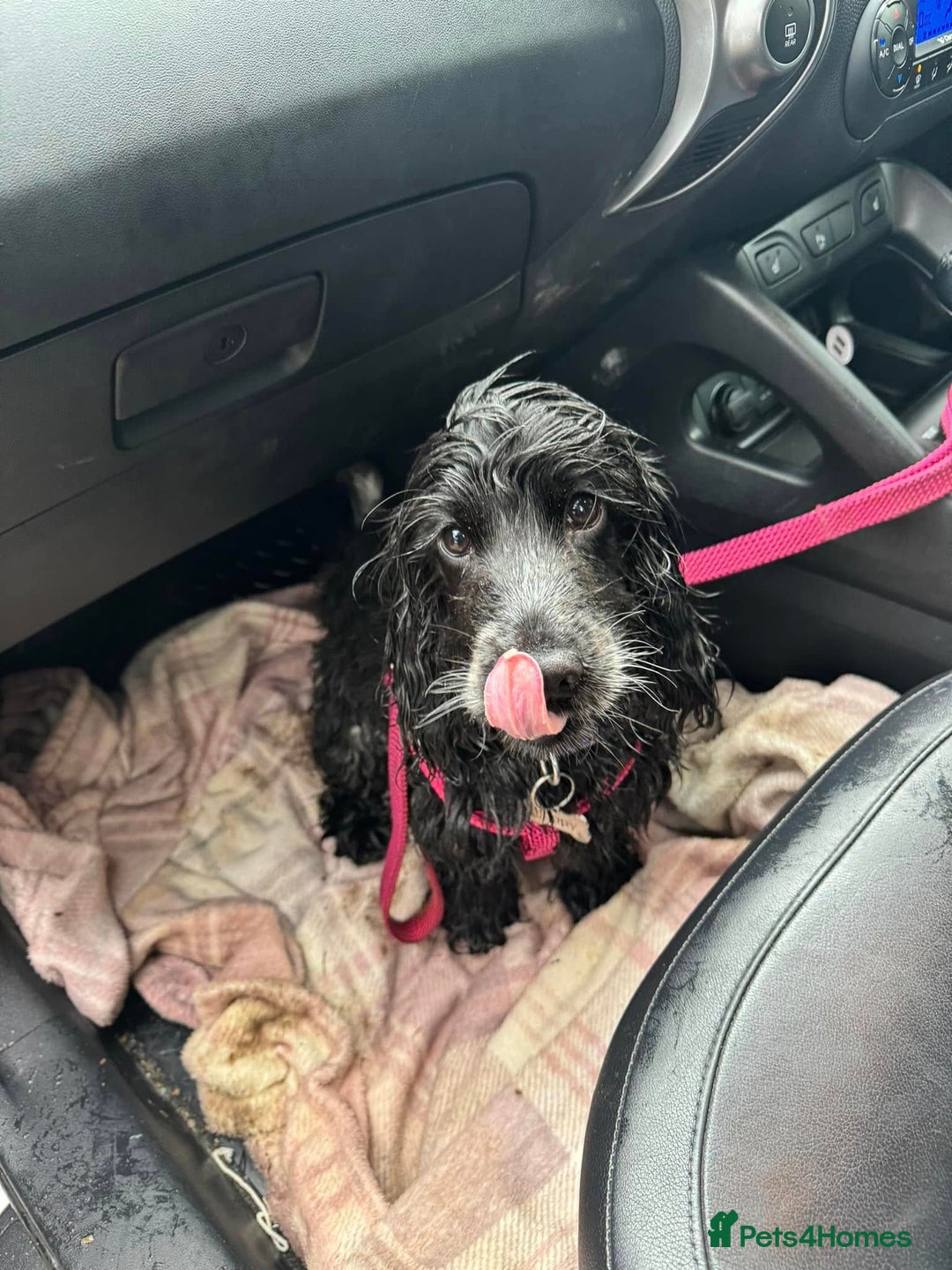 Cocker Spaniel dogs for sale: Poppy The Pedigree, KC REG, Show Cocker Spaniel - Advert 2