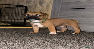Staffordshire Bull Terrier dogs - Advert 2