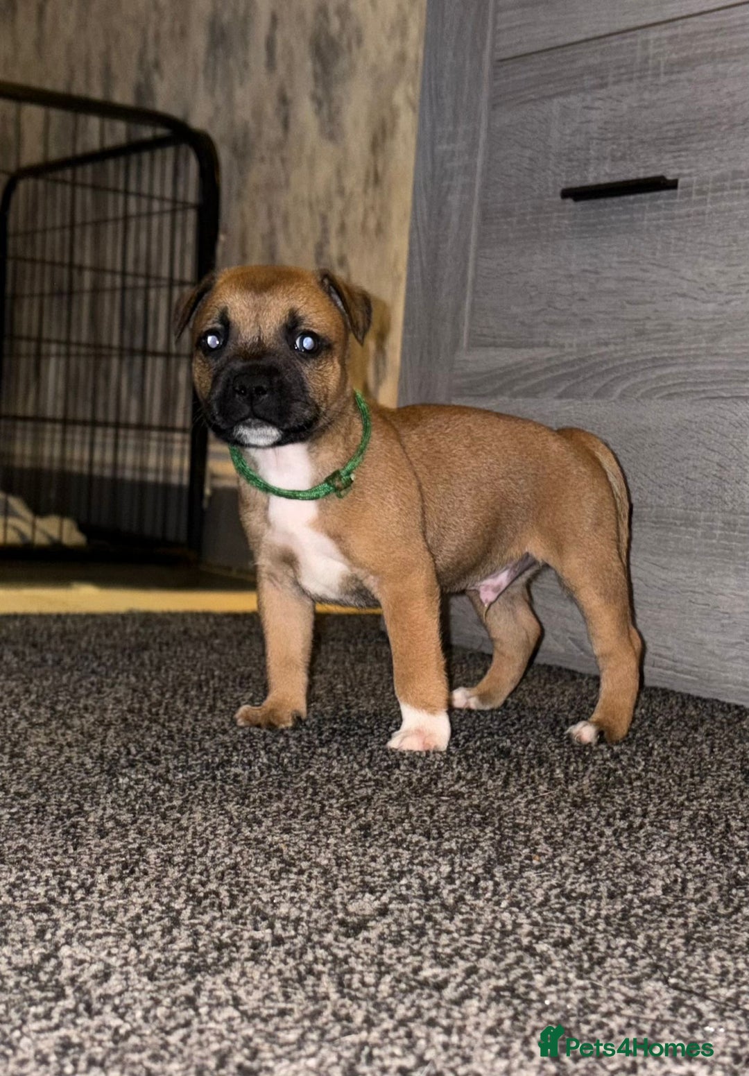 Tan Staffy Cross Grey Grey Staffordshire Bull Terrier Puppies For
