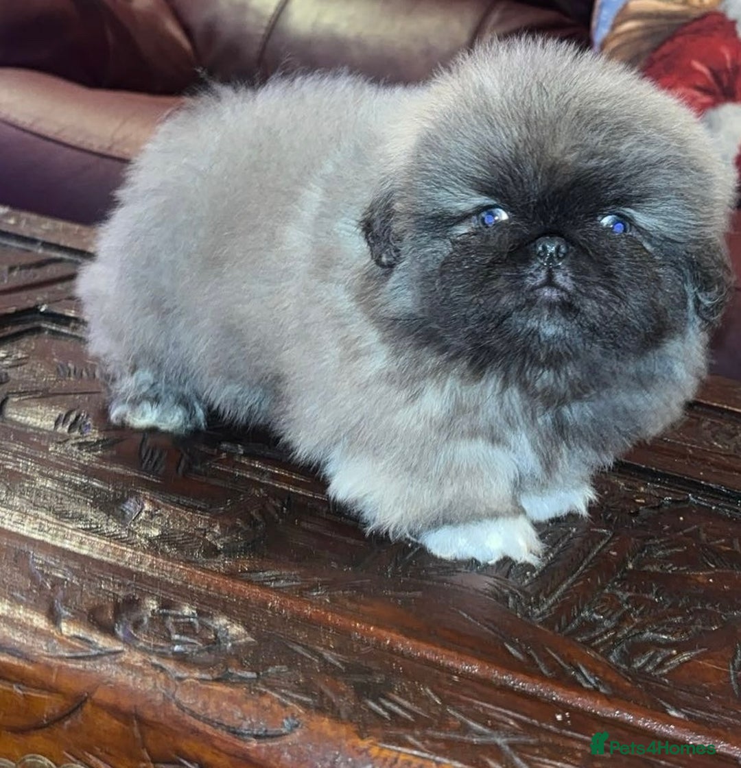 Pekingese dogs for sale: High quality Pekingese puppies  - Advert 8