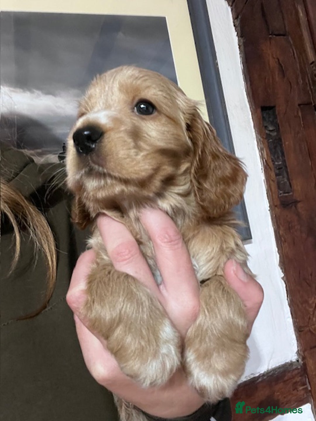 Cocker Spaniel dogs for sale: KC registered Health tested Show cocker spaniels - Advert 3