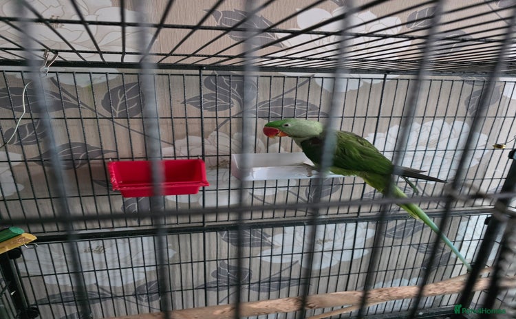 Parrots birds - Advert 1