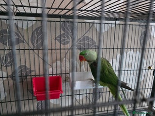 Parrots birds Semi Tame Alexandrine parrot for sale - Advert 3
