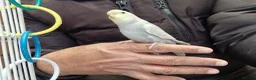 Budgerigars birds for sale: Super silly hand tamed budgies for sale  - Advert 18