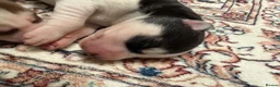 Siberian Husky dogs for sale: Epic Purebred Siberian Huskies - Ready Dec 16th in Treorchy - Advert 5