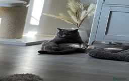 British Shorthair cats for sale: Teddy  - Image 3