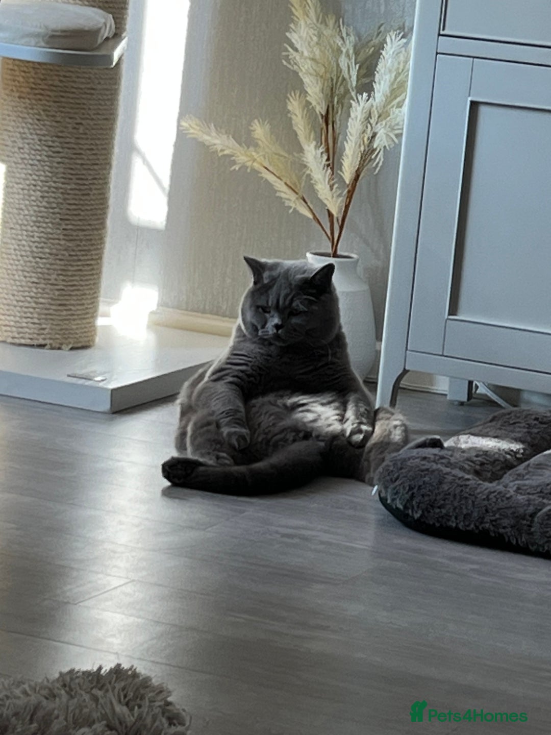 British Shorthair cats for sale: Teddy  - Image 3
