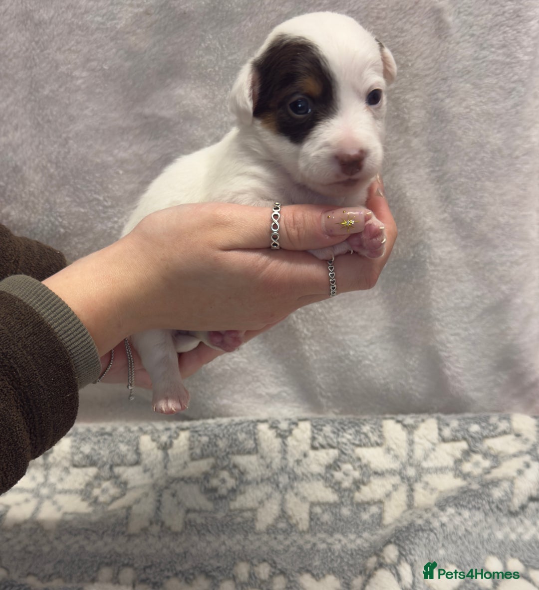 Jack Russell dogs for sale: Bred From Health Tested Parents - Advert 14