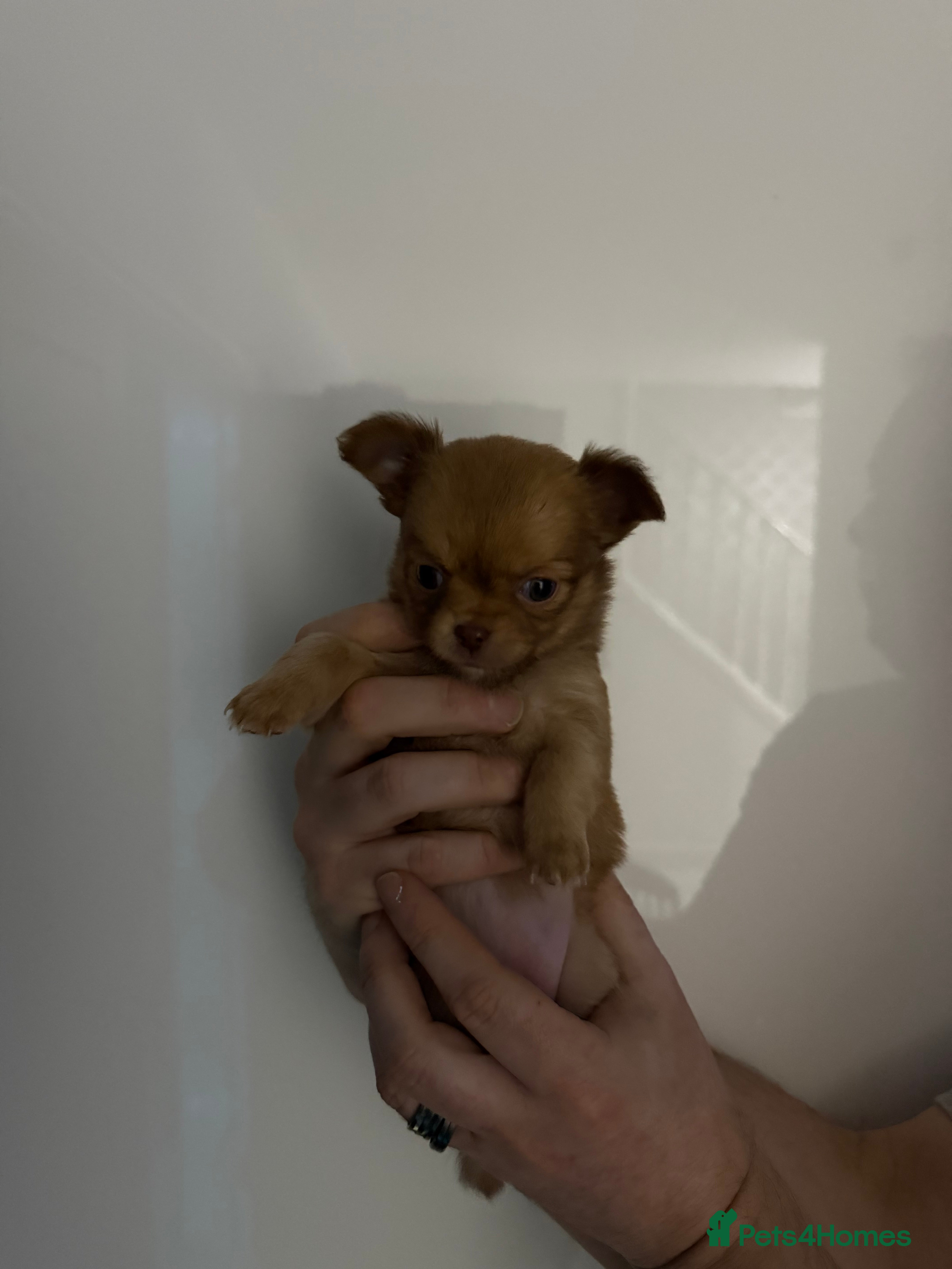 Chihuahua dogs Chihuahua  in Liverpool - Advert 1