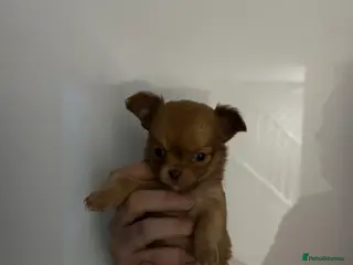 Chihuahua dogs Chihuahua in Liverpool - Advert 1