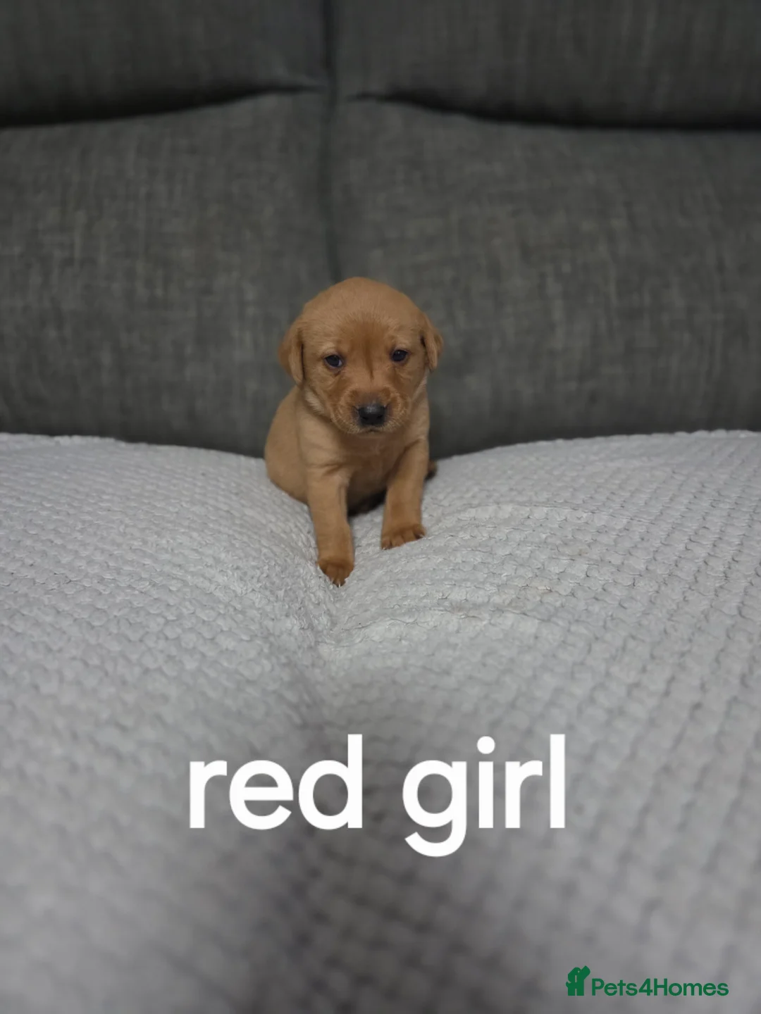 Labrador Retriever dogs for sale: Red fox labradors - Advert 2