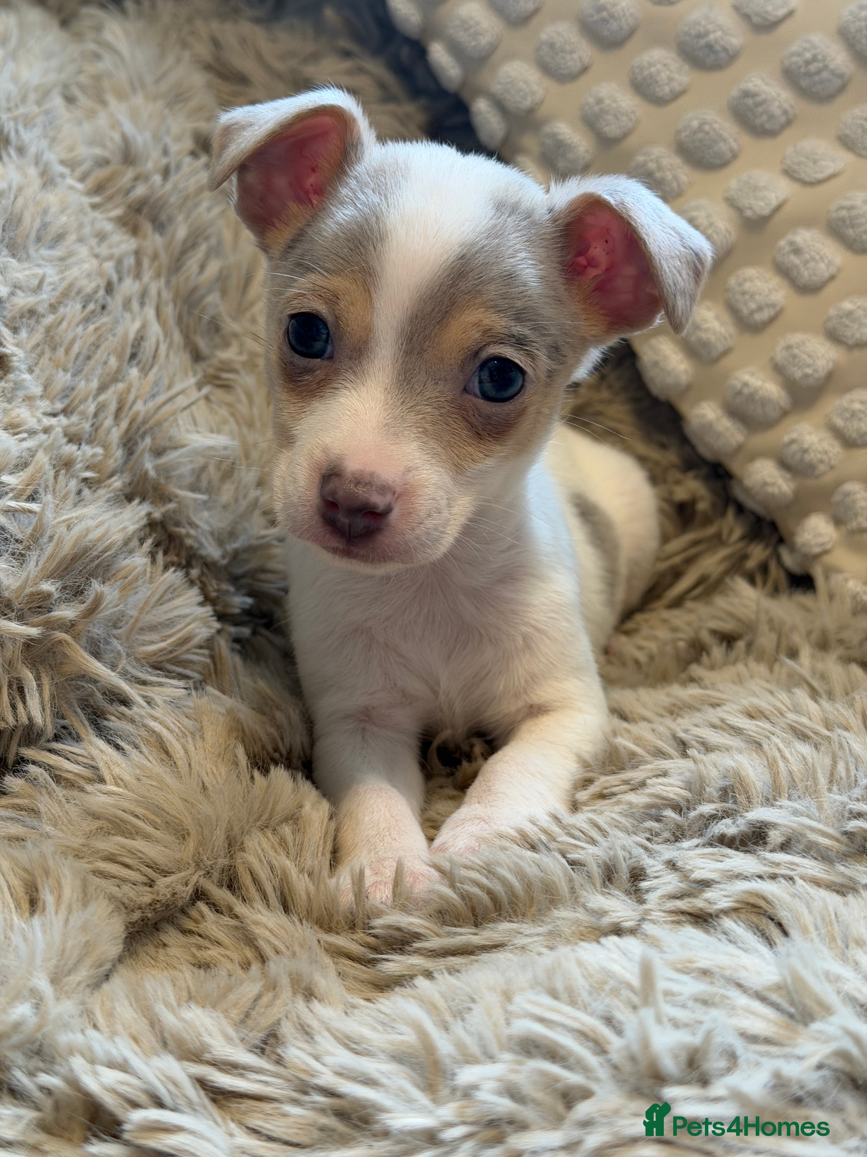 Jack Russell dogs Miniature Rare Coloured imported line JR babies  - Advert 2