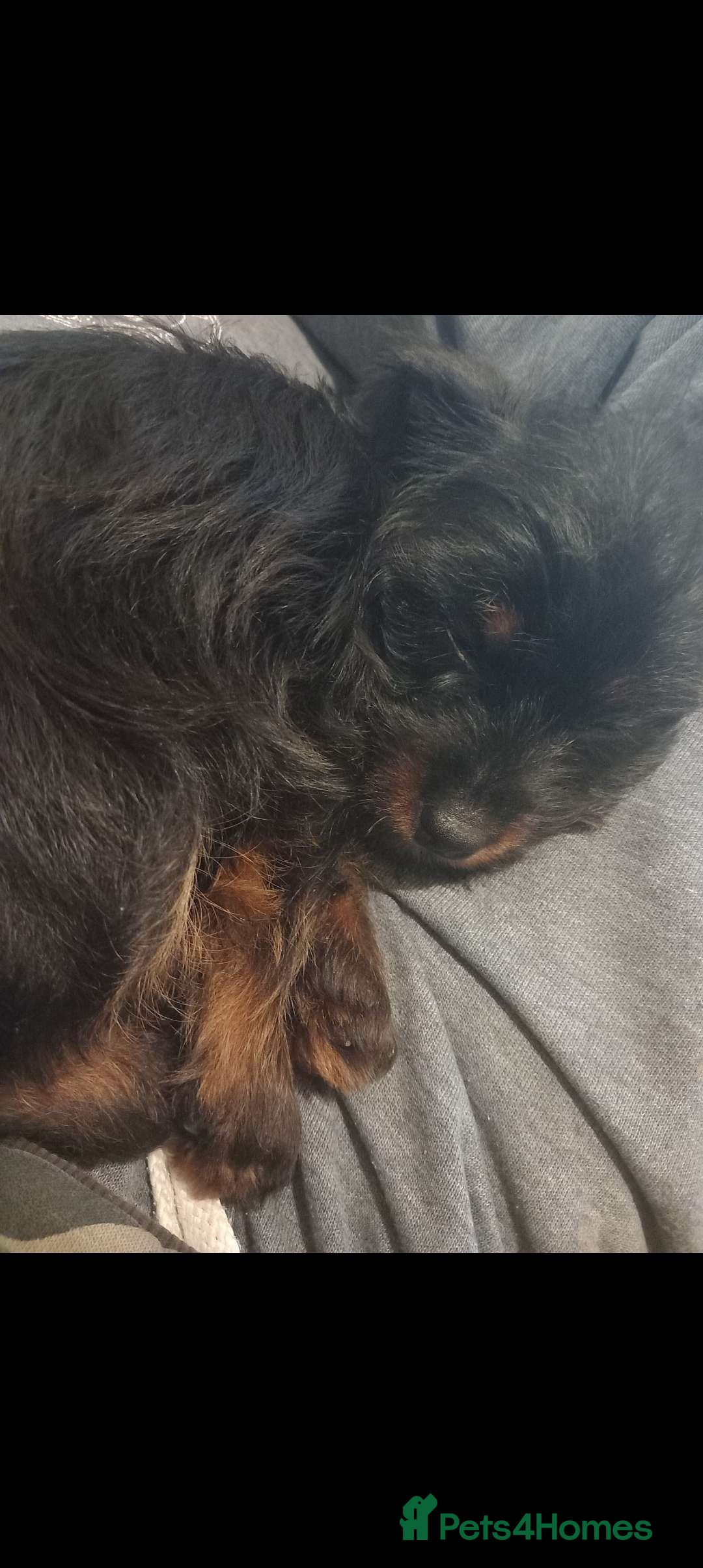 Shihpoo dogs for sale: Teddy Bear Shih Poo Girl – Super Fluffy  - Advert 10